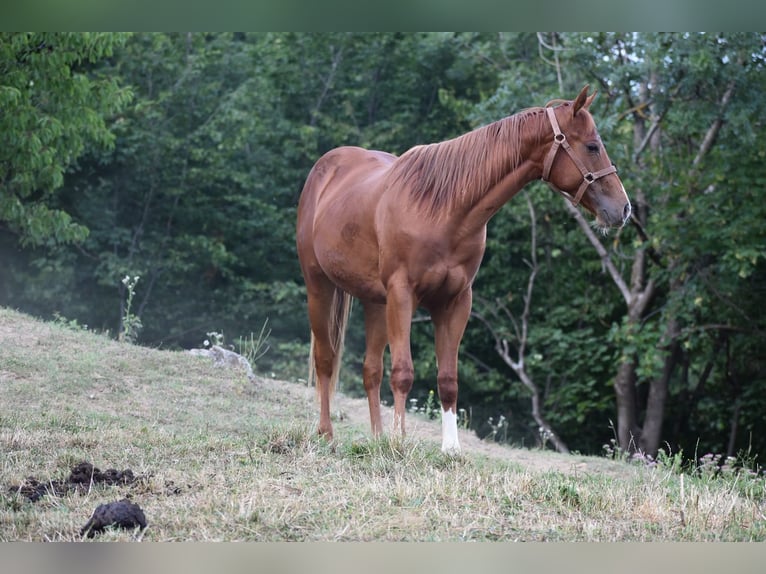 American Quarter Horse Ogier 2 lat 150 cm Cisawa in Lesično