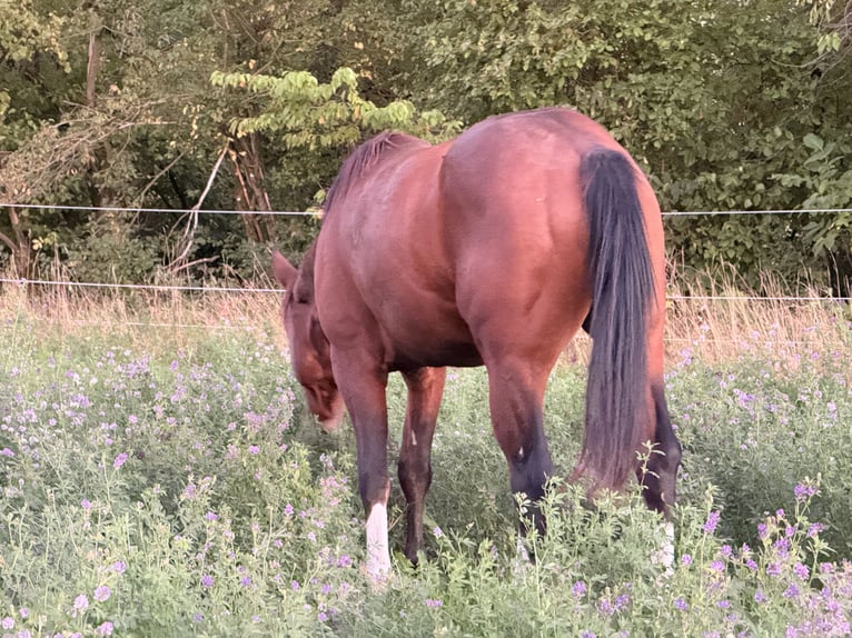 American Quarter Horse Ogier 2 lat 150 cm Gniada in Waldshut-Tiengen