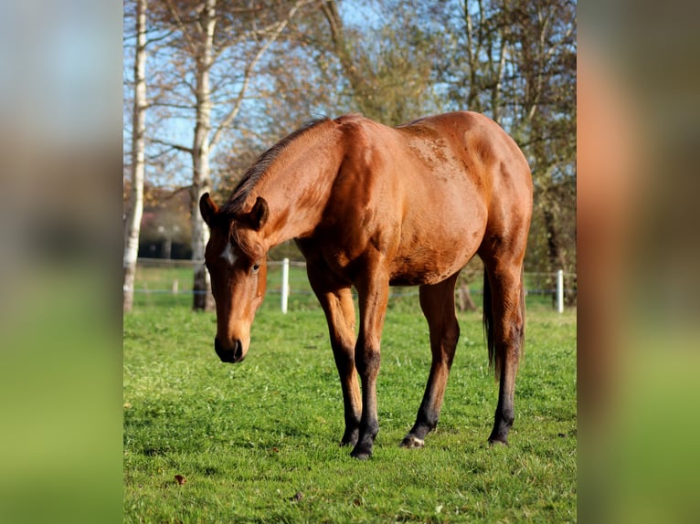 American Quarter Horse Ogier 2 lat 150 cm Gniada in Stade