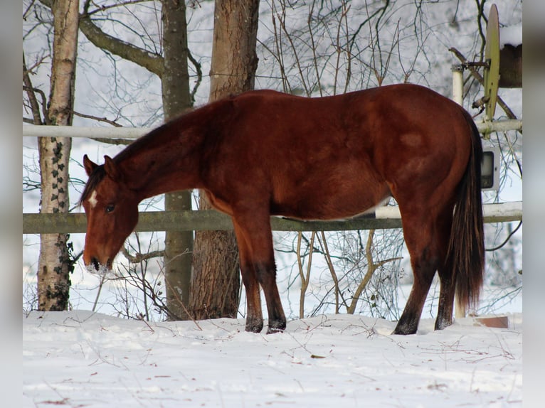American Quarter Horse Ogier 2 lat 150 cm Gniada in Stade