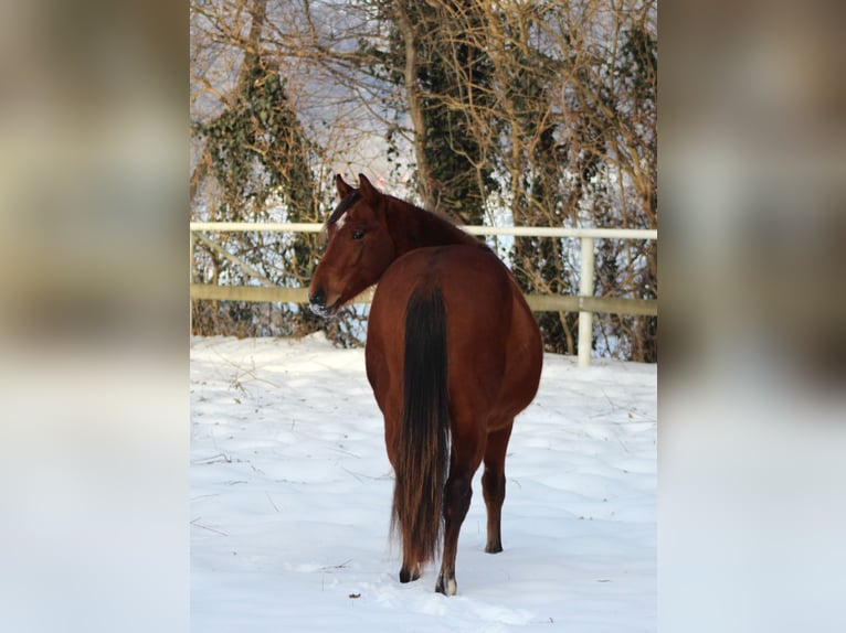 American Quarter Horse Ogier 2 lat 150 cm Gniada in Stade