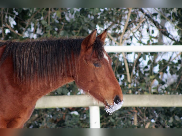 American Quarter Horse Ogier 2 lat 150 cm Gniada in Stade