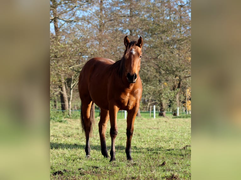American Quarter Horse Ogier 2 lat 150 cm Gniada in Stade