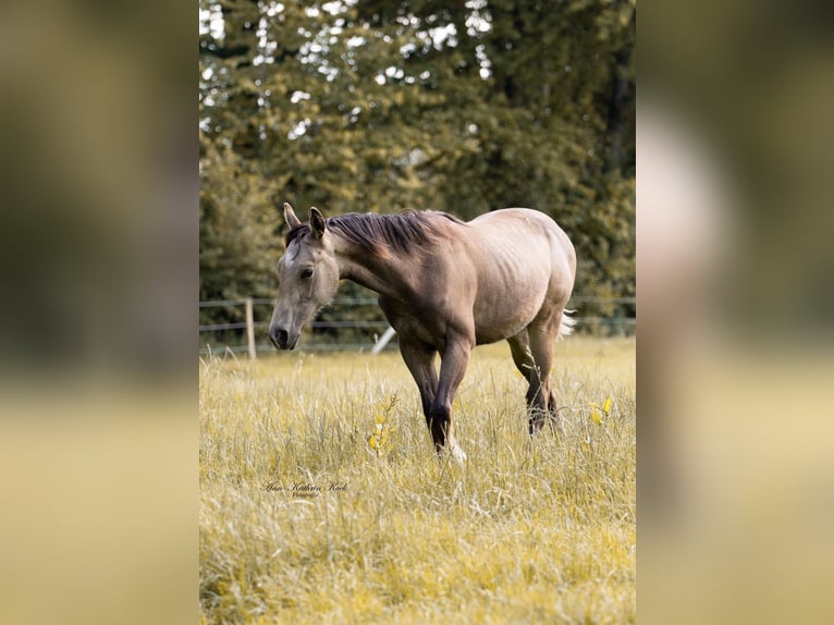 American Quarter Horse Ogier 2 lat 150 cm Jelenia in Nistertal