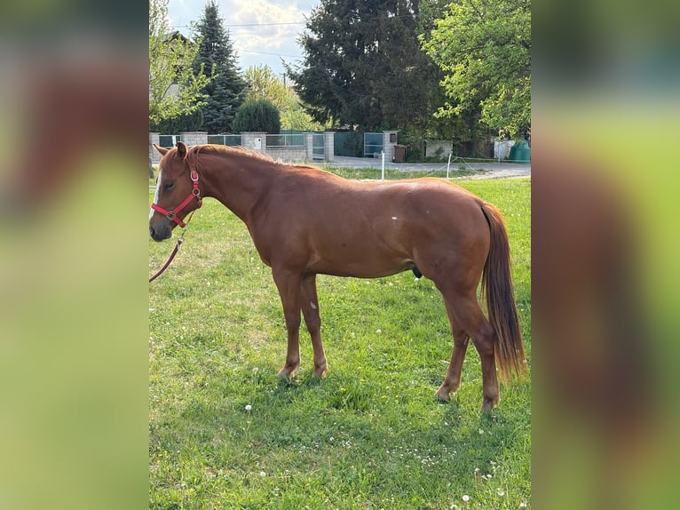 American Quarter Horse Ogier 2 lat 150 cm Kasztanowata in Dražkovce pri Martine