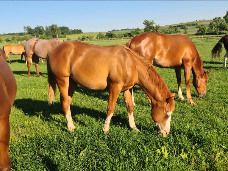 American Quarter Horse Ogier 2 lat 150 cm Kasztanowata in Fleischwangen