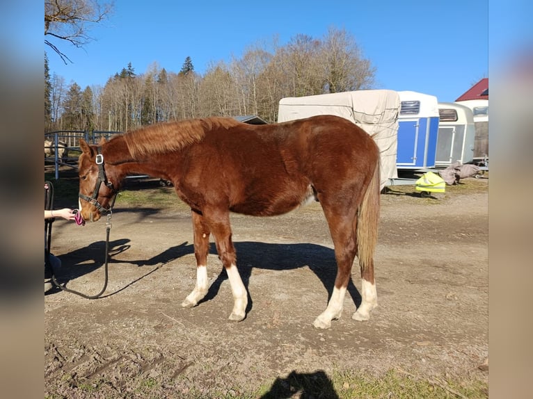 American Quarter Horse Ogier 2 lat 150 cm Kasztanowata in Bad Kohlgrub