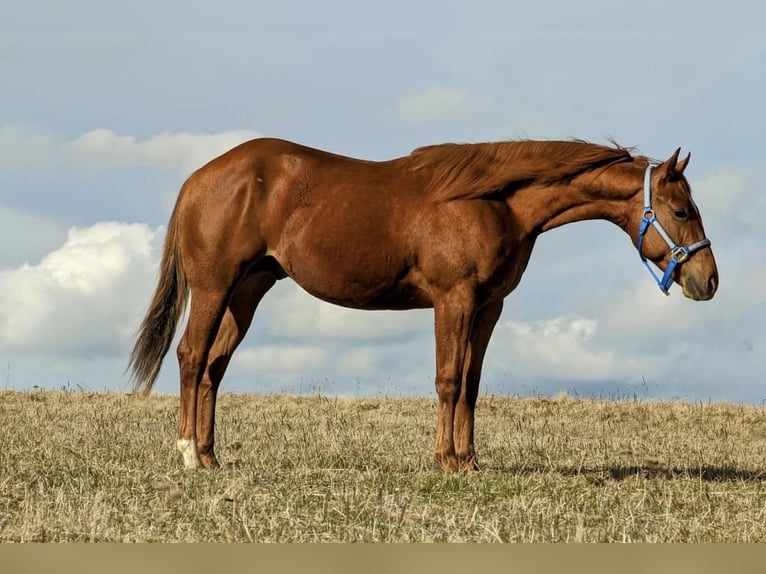 American Quarter Horse Ogier 2 lat 150 cm Kasztanowata in Deggenhausertal