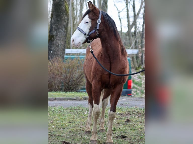 American Quarter Horse Ogier 2 lat 150 cm Overo wszelkich maści in Hellenthal