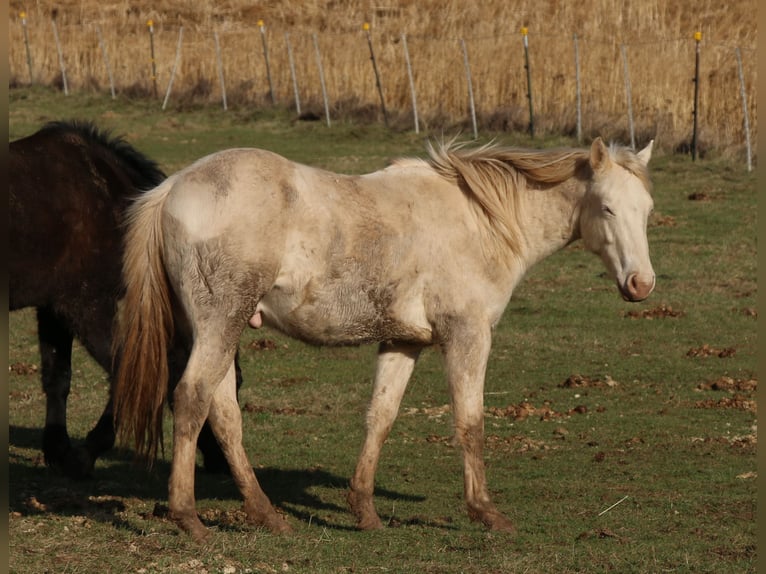 American Quarter Horse Ogier 2 lat 150 cm Perlino in Morschen
