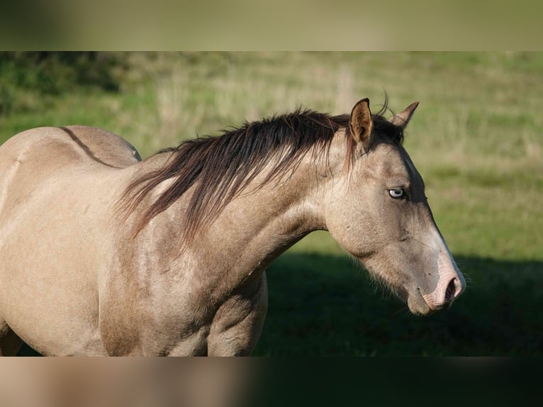 American Quarter Horse Ogier 2 lat 152 cm Bułana in Erkelenz