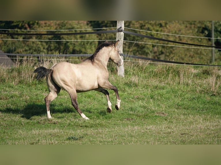 American Quarter Horse Ogier 2 lat 152 cm Bułana in Erkelenz