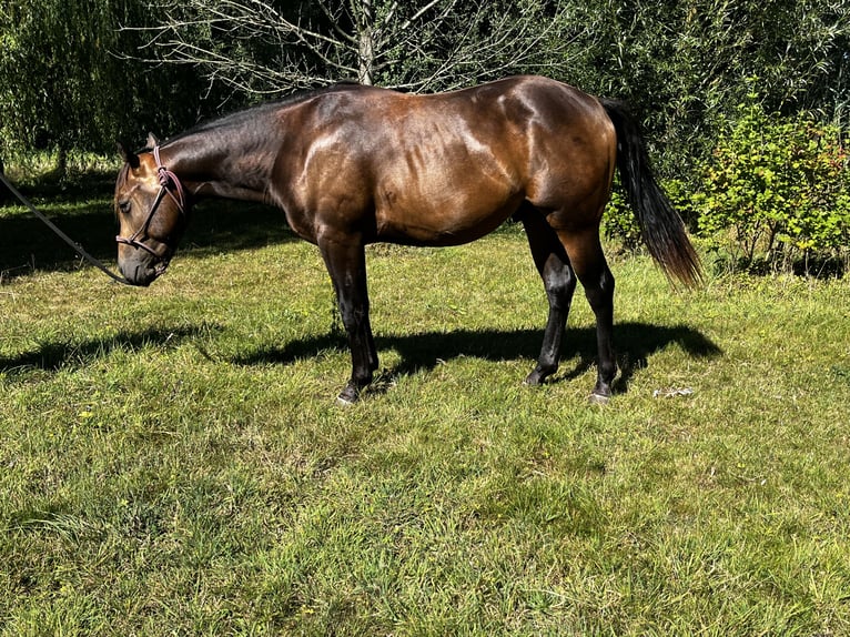 American Quarter Horse Ogier 2 lat 152 cm Jelenia in Leuvenheim