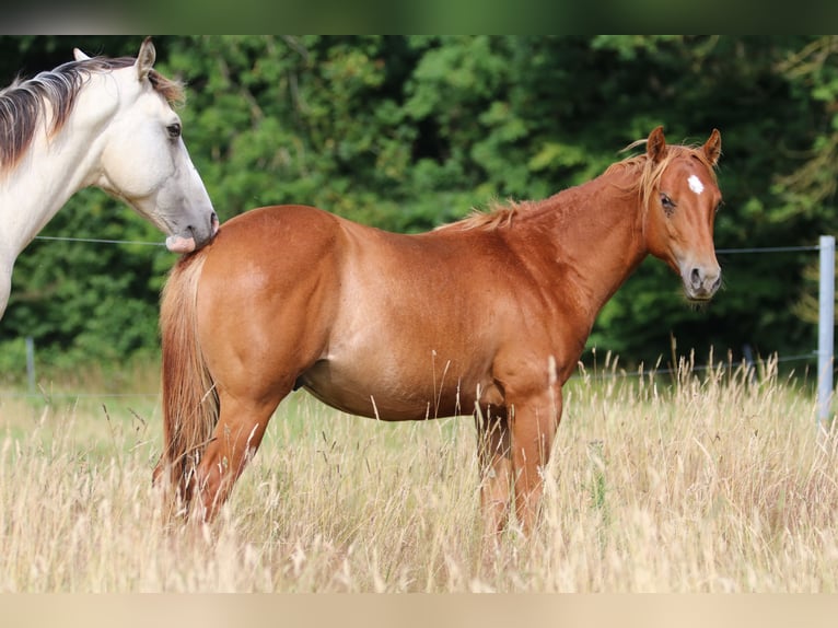 American Quarter Horse Ogier 2 lat 152 cm Kasztanowata in Elmenhorst-Lichtenhagen