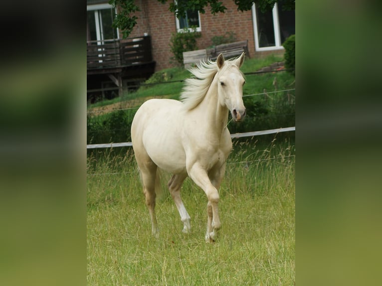 American Quarter Horse Ogier 2 lat 153 cm Izabelowata in Linsburg