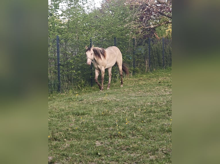 American Quarter Horse Ogier 2 lat 154 cm Szampańska in Fichtenau