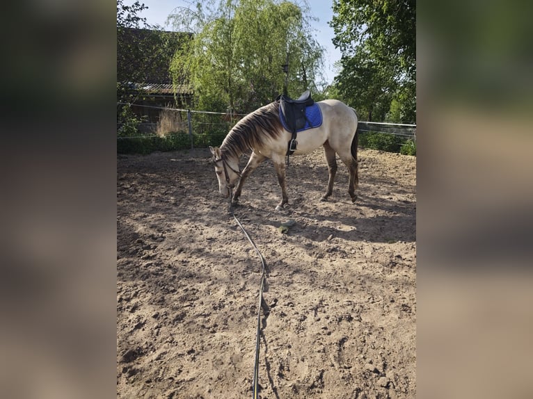 American Quarter Horse Ogier 2 lat 154 cm Szampańska in Fichtenau