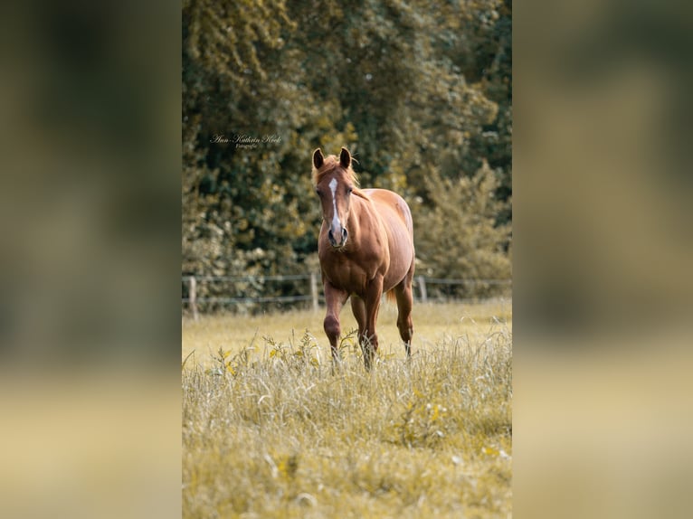 American Quarter Horse Ogier 2 lat 155 cm Ciemnokasztanowata in Lahn