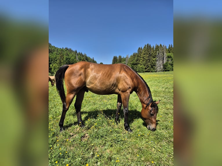 American Quarter Horse Ogier 2 lat 155 cm Gniada in Steinen