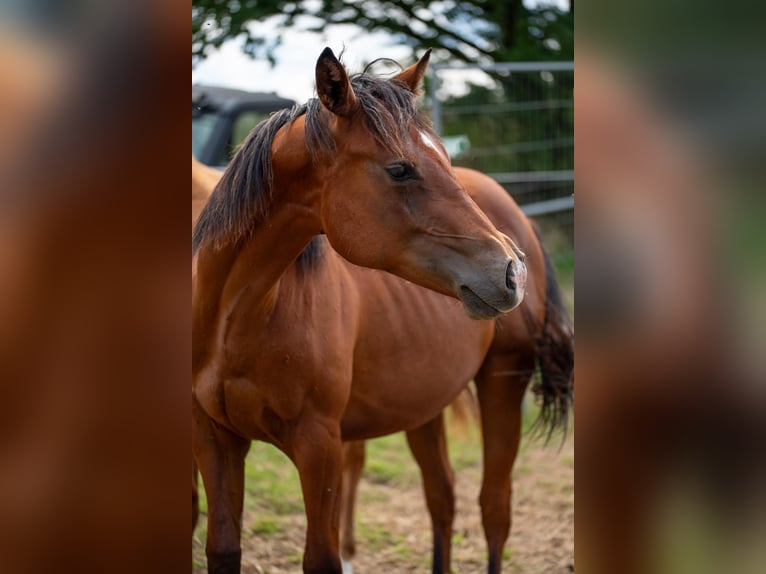 American Quarter Horse Ogier 2 lat 155 cm Gniada in Zeulenroda-Triebes