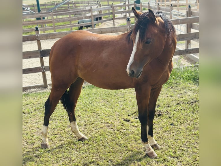 American Quarter Horse Ogier 2 lat 155 cm Gniada in Alfeld (Leine)