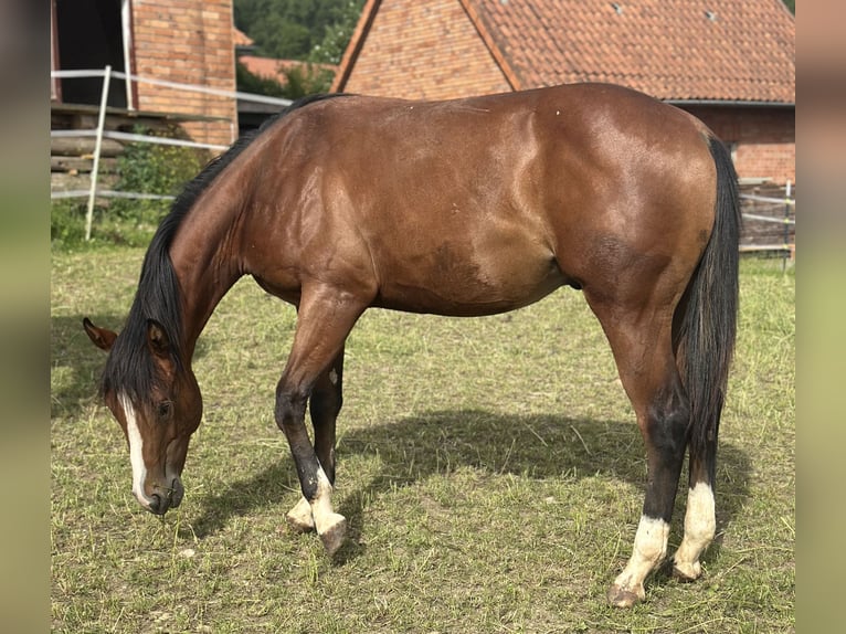 American Quarter Horse Ogier 2 lat 155 cm Gniada in Alfeld (Leine)