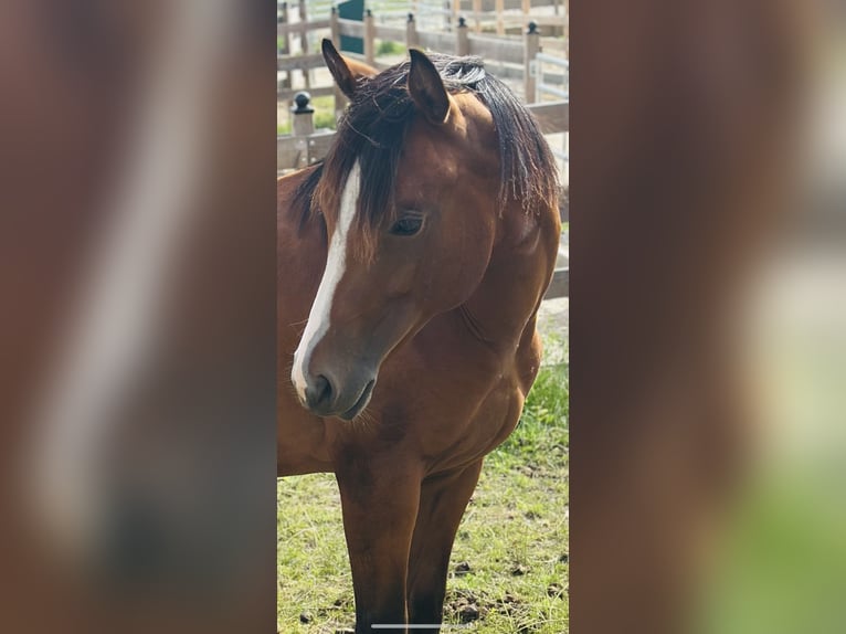 American Quarter Horse Ogier 2 lat 155 cm Gniada in Alfeld (Leine)