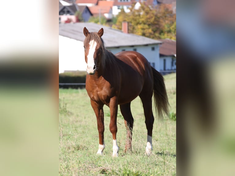 American Quarter Horse Ogier 2 lat 155 cm Kasztanowata in Büdingen