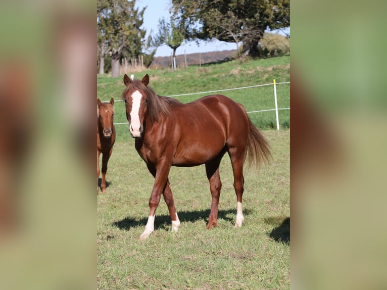 American Quarter Horse Ogier 2 lat 155 cm Kasztanowata in Büdingen