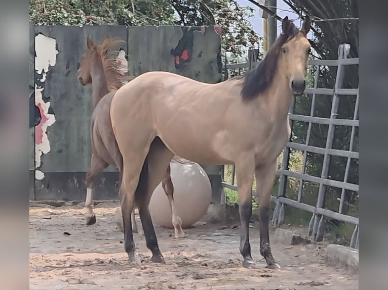 American Quarter Horse Ogier 2 lat 159 cm Jelenia in Langenbach