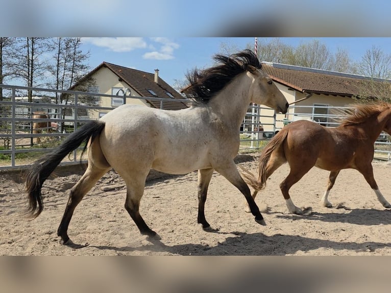 American Quarter Horse Ogier 2 lat 159 cm Jelenia in Langenbach