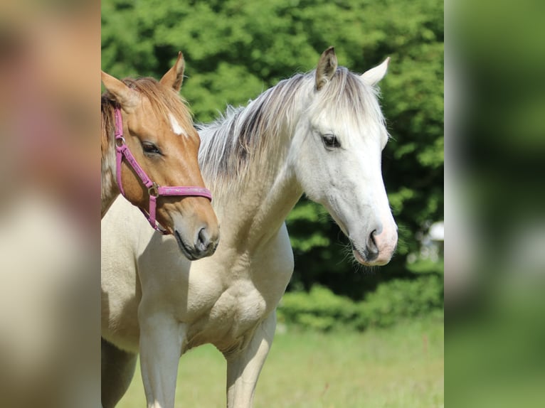 American Quarter Horse Ogier 2 lat 160 cm Izabelowata in Börgerende-Rethwisch