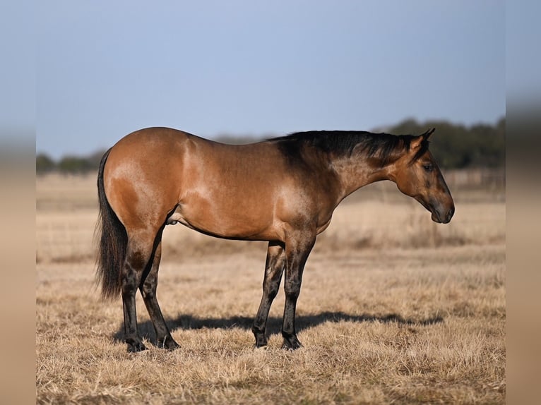 American Quarter Horse Ogier 2 lat Bułana in Waco
