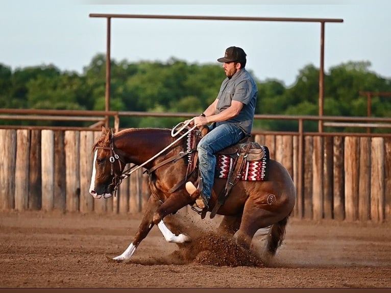 American Quarter Horse Ogier 2 lat Cisawa in Waco