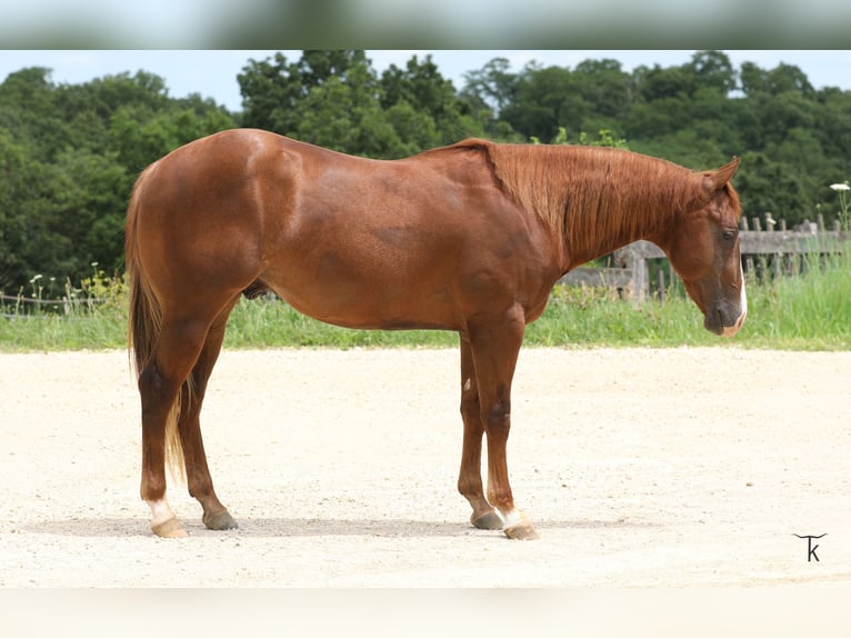 American Quarter Horse Ogier 2 lat Cisawa in Bellevue