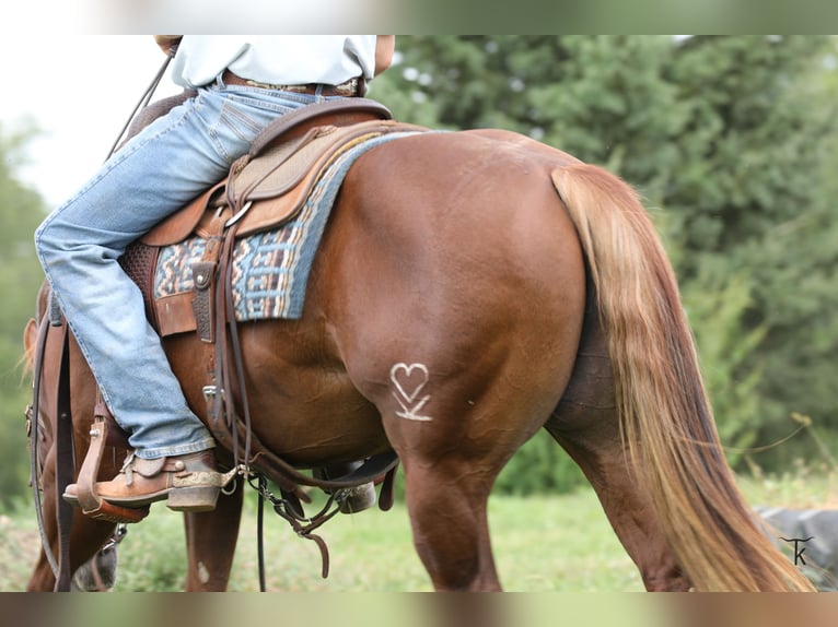 American Quarter Horse Ogier 2 lat Cisawa in Bellevue