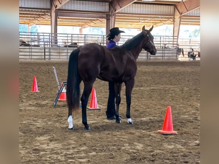 American Quarter Horse Ogier 2 lat Gniada in Royse City