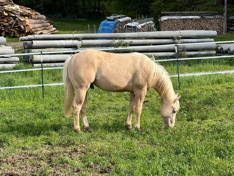 American Quarter Horse Ogier 2 lat Izabelowata in Geisenfeld