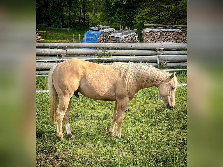 American Quarter Horse Ogier 2 lat Izabelowata in Geisenfeld
