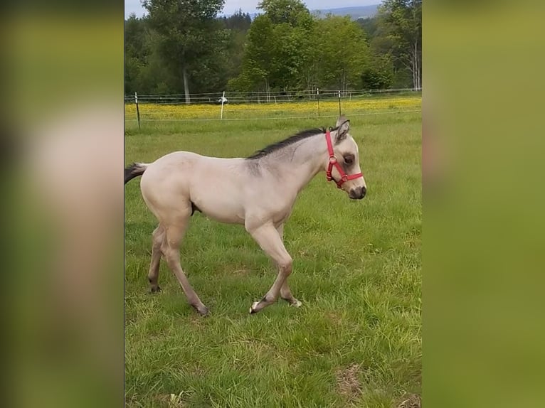 American Quarter Horse Ogier 2 lat Jelenia in Izsák