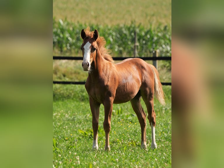 American Quarter Horse Ogier 2 lat Kasztanowata in Biberach an der Riß