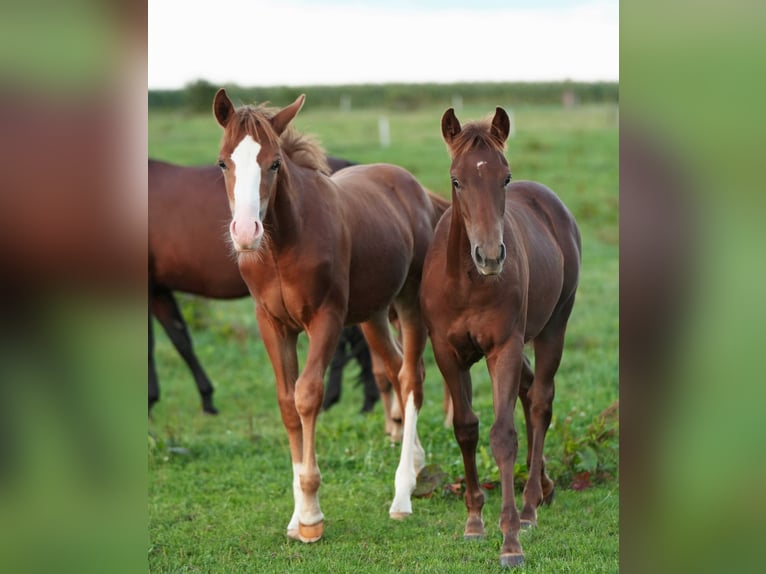 American Quarter Horse Ogier 2 lat Kasztanowata in Biberach an der Riß