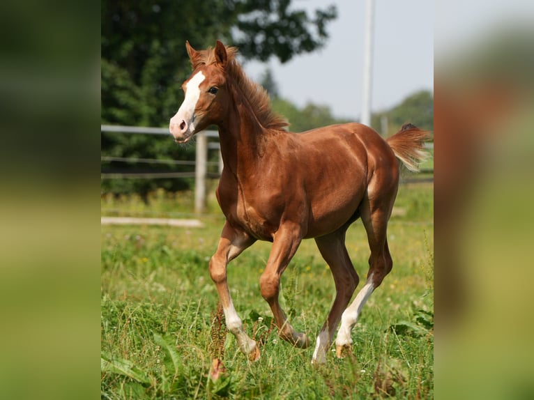 American Quarter Horse Ogier 2 lat Kasztanowata in Biberach an der Riß