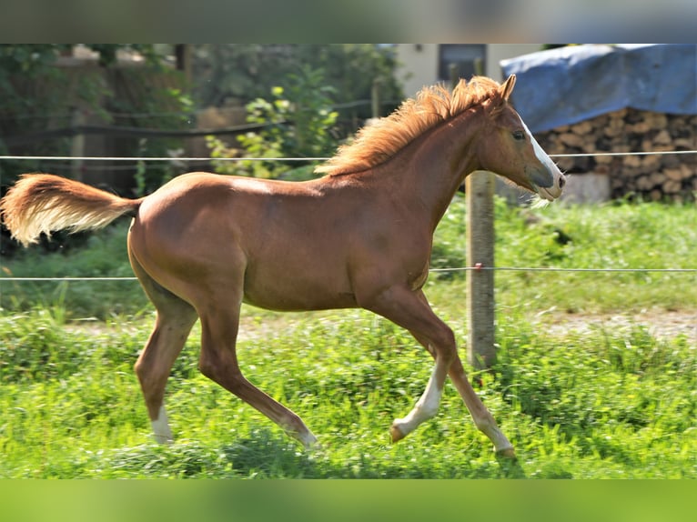 American Quarter Horse Ogier 2 lat Kasztanowata in Biberach an der Riß