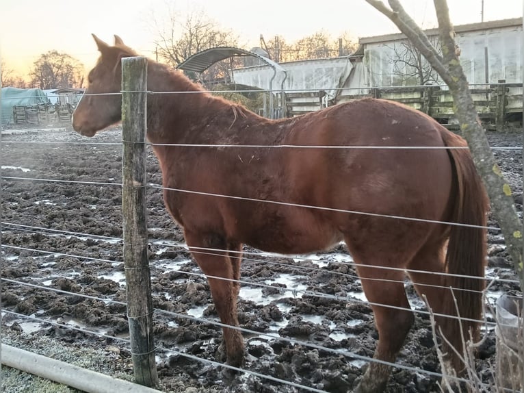 American Quarter Horse Ogier 2 lat Kasztanowata in Pianzano