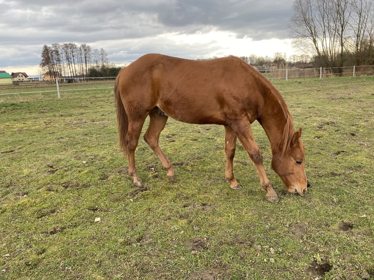 American Quarter Horse Ogier 2 lat Kasztanowata in Radomyśl Wielki
