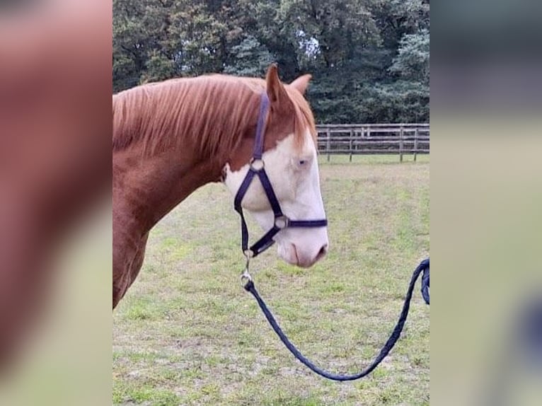 American Quarter Horse Ogier 2 lat Kasztanowata in Maarheeze