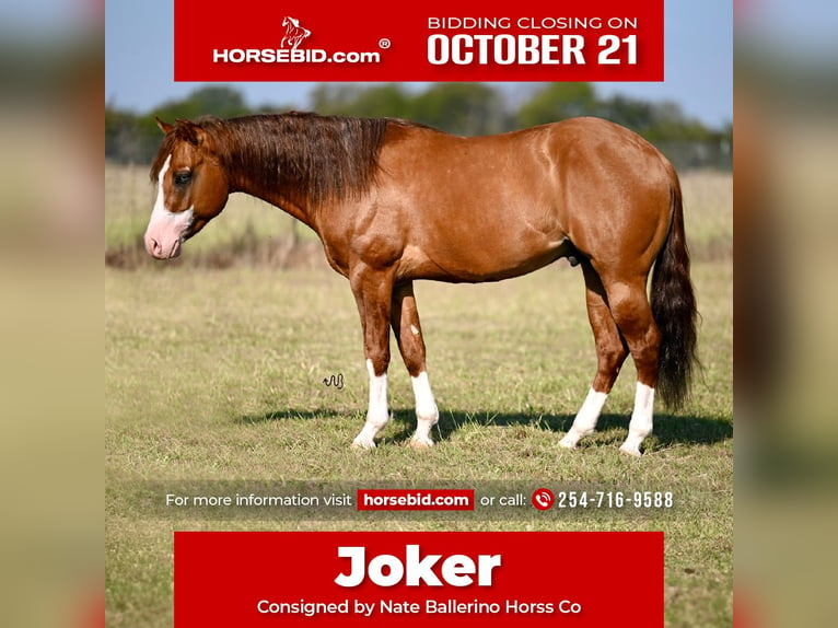 American Quarter Horse Ogier 3 lat 142 cm Bułana in Waco, TX