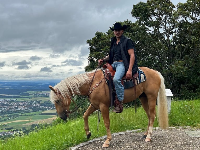 American Quarter Horse Ogier 3 lat 143 cm Izabelowata in Balgheim