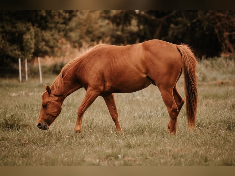 American Quarter Horse Ogier 3 lat 144 cm Kasztanowata in Bresegard bei Eldena